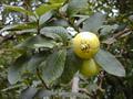 Mitranthes sartoriana ، Psidium sartorianum